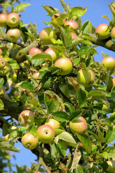Апфель-ам-Баум - яблоко на дереве 71 — стоковое фото