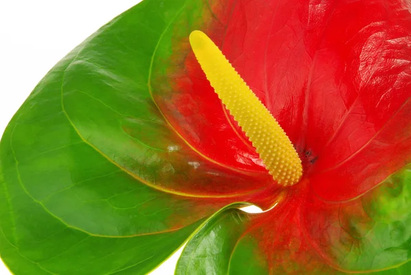 Anthurium 37 — Stok fotoğraf