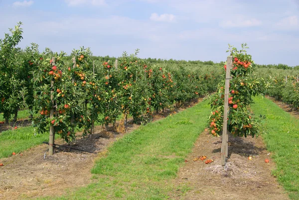 Apfel am Baum - apple on tree 79 — Stok Foto