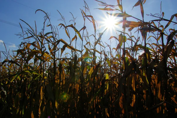 Maisfeld im Herbst - corn field in fall 02 — Stock Photo, Image