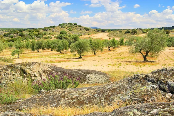 Olivenhain - olivlund 24 — Stockfoto