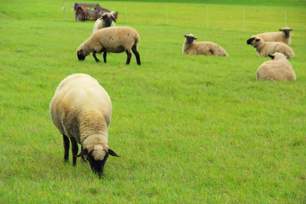 Schaf - sheep 27 — Stock Photo, Image