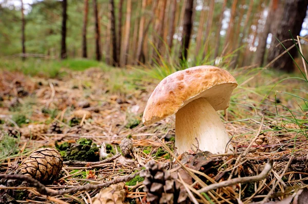 Steinpilz - cep 41 — Stock Photo, Image