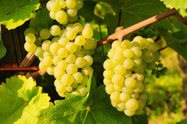 weintraube weiss - üzüm beyaz 01