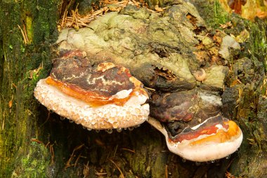 zunderschwamm - çıra mantar 03