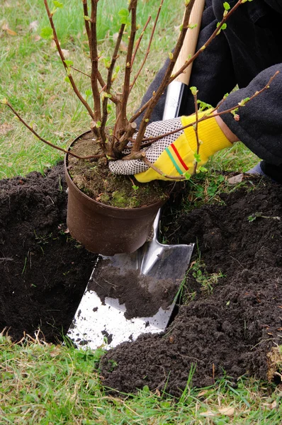 Strauch einpflanzen - plantera en buske 11 — Stockfoto