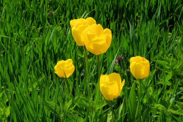 Тюльпан желтый 02 — стоковое фото