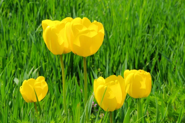 Tulpe gelb - tulip yellow 06 — Stock Photo, Image