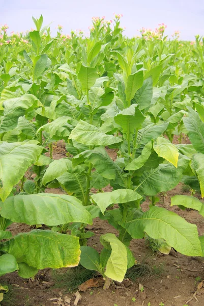 Virginischer Tabak - cultivated Tobacco 15 — Stock Photo, Image