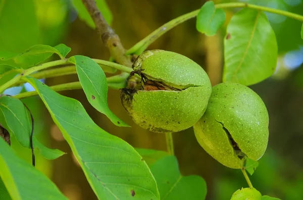 Walnussbaum - walnut tree 05 — Stock Photo, Image