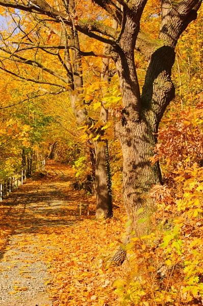 Weesenstein Buchen - Weesenstein Beeches 05 — Stok fotoğraf