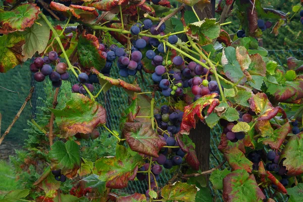 Weintraube rot - traubenrot 12 — Stockfoto