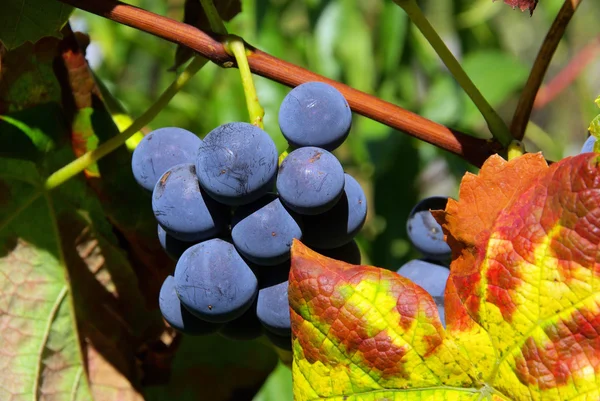 Weintraube rot - traubenrot 20 — Stockfoto