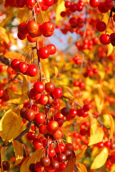 Wildkirsche im Herbst - cereza silvestre en el otoño 02 — Foto de Stock