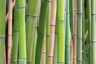 Bambus - bamboo 39 clipart