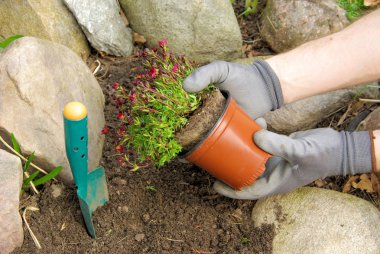 Einpflanzen Moossteinbrech - planting a saxifraga bryoides 01 clipart