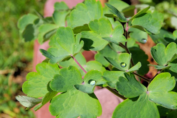 Akeleiblatt - leaf from Aquilegia 02 — Stock Photo, Image