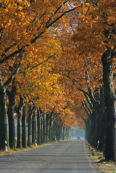 Allee im Herbst - avenue in fall 05 — Stock Photo, Image