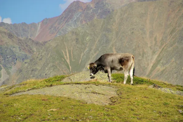 Almkuh - mucca alpina 05 — Foto Stock