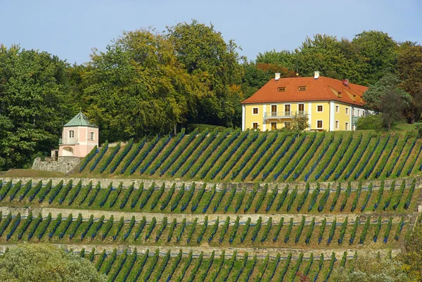 Дрезден Вайнберг - Дрезден виноградник 08 — стокове фото