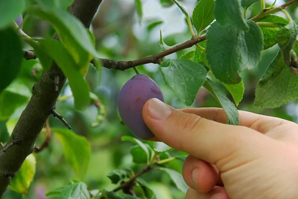 Pflaume ernten - plum picking 01 — Stock Photo, Image