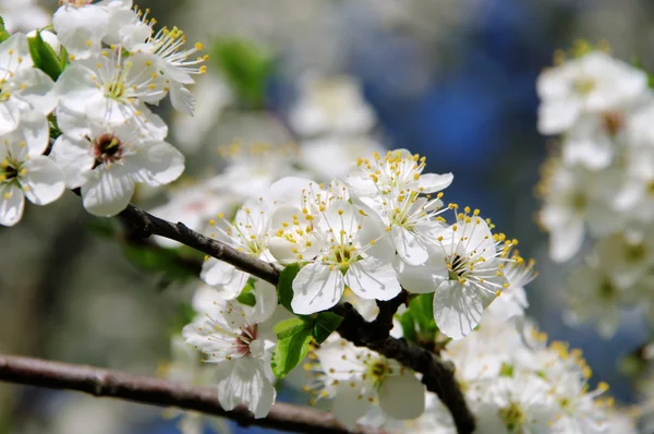 Pflaumenbaumbluete - flor de ameixa 34 — Fotografia de Stock