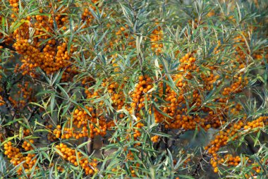 sanddorn - attıkça diken 14