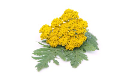 Schafgarbe - civanperçemi 03