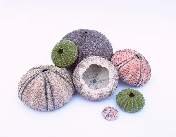 Seeigel - sea urchin 02 — Stock Photo, Image