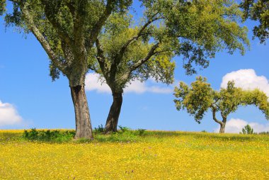 Wiese mit korkeichen - çayır ve cork oaks 26