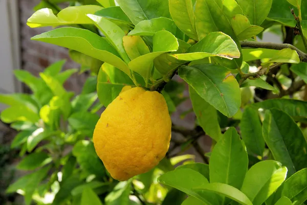 Lemon on tree 09 — Stock Photo, Image