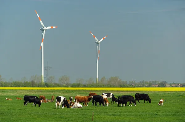 Turbin wiatrowych i krowy 02 — Zdjęcie stockowe
