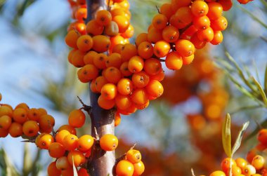 sanddorn - attıkça diken 41