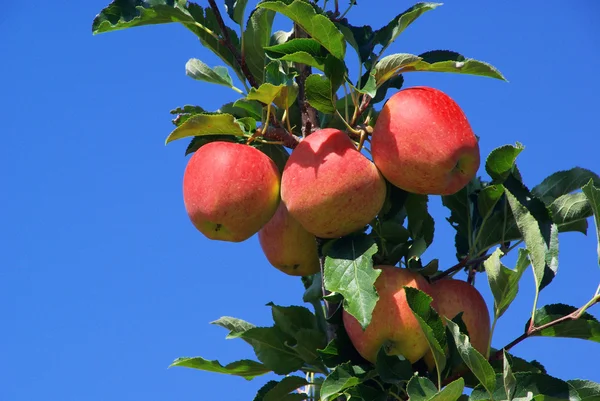 Apfel am Baum - maçã na árvore 40 — Fotografia de Stock