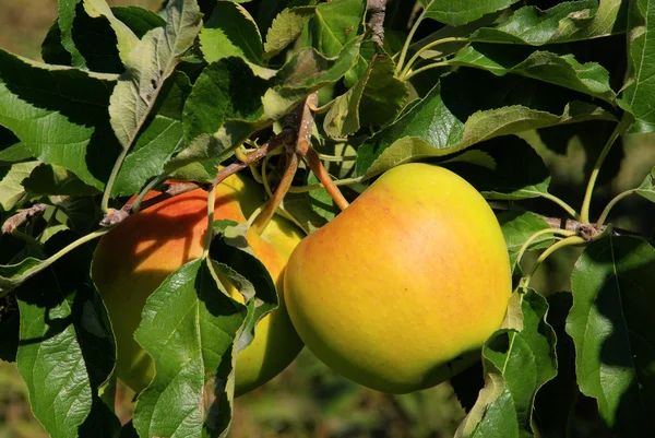 Apfel am Baum - apel pada pohon 30 — Stok Foto