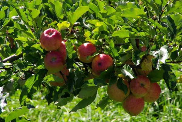 Apfel am Baum - apel di pohon 23 — Stok Foto