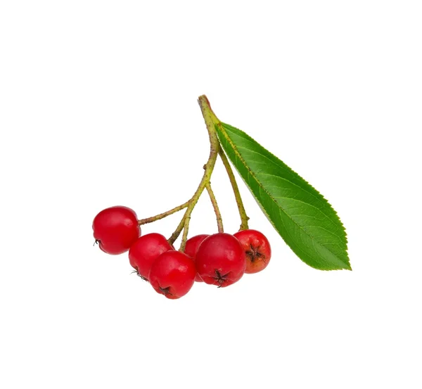 Apfelbeere putrefacción - rojo chokeberry 01 — Foto de Stock