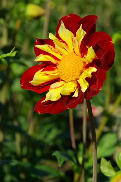 Dahlie - Dahlia 39 — Stockfoto