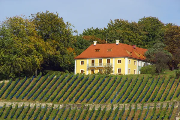 Drážďany weinberg - Drážďany vinice 07 — Stock fotografie