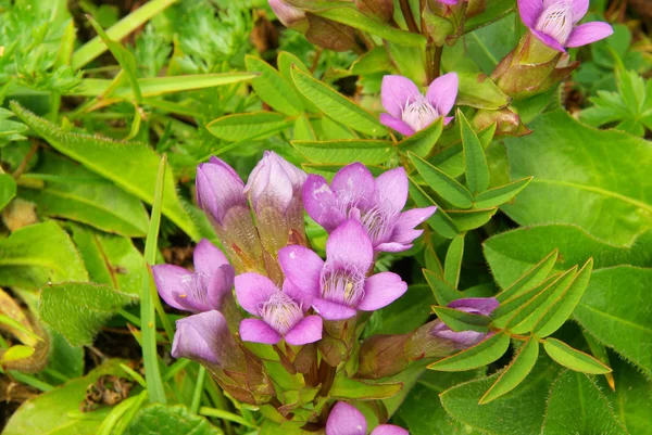 Feldenzian - chiltern genciana 01 — Foto de Stock