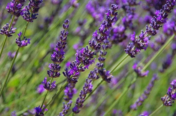 Lavendel - lavanda 71 — Fotografia de Stock