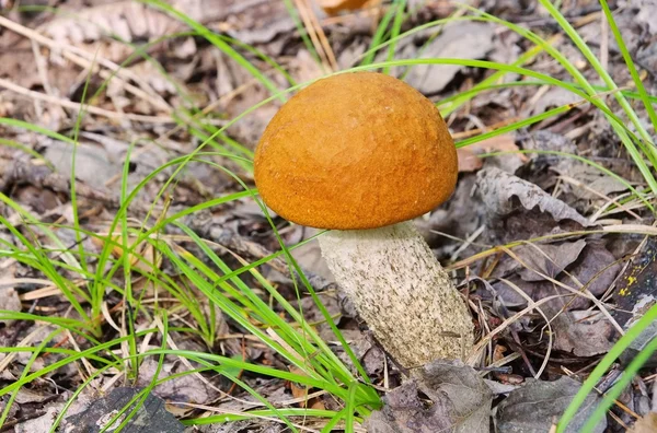 Rotkappe - red cap mushroom 11 — Stock Photo, Image