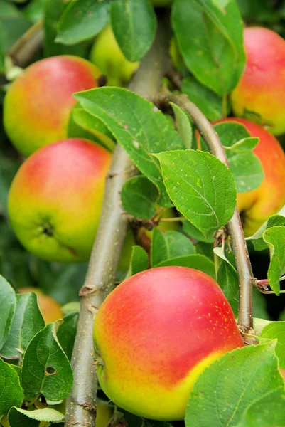 Апфель-ам-Баум - яблоко на дереве 114 — стоковое фото