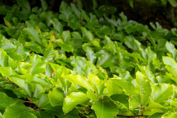 Buche laub - bukowych liści 06 — Zdjęcie stockowe