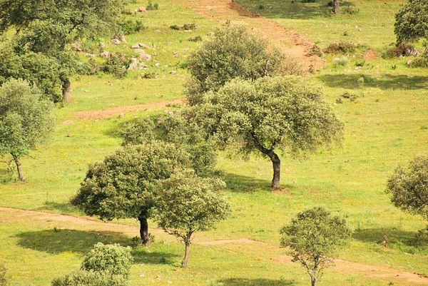 Dehesa 33 — Φωτογραφία Αρχείου