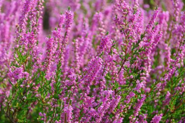 Heidekraut - Erica 20