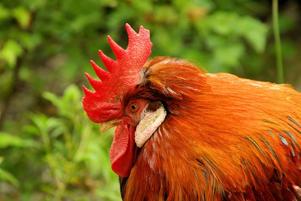 Hahn - cock 02 — Stock Photo, Image