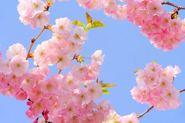 Kirschblte rosa - třešňový květ 05 — Stock fotografie