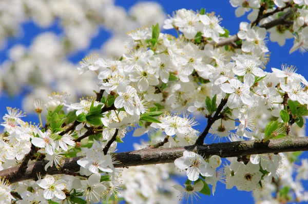 Pflaumenbaumbluete - flor de ameixa 73 — Fotografia de Stock