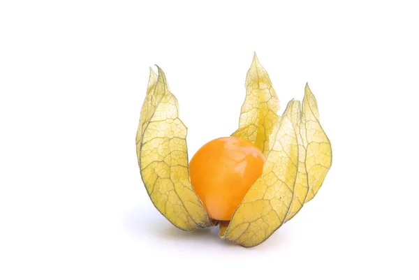 Physalis 11 — Φωτογραφία Αρχείου